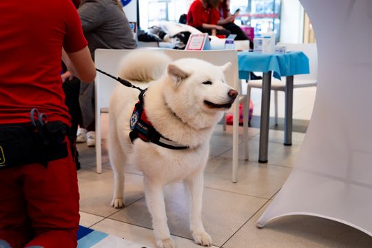 Finał WOŚP z ŚL WOPR i Radomskim Szpitalem Specjalistycznym (zdjęcia)