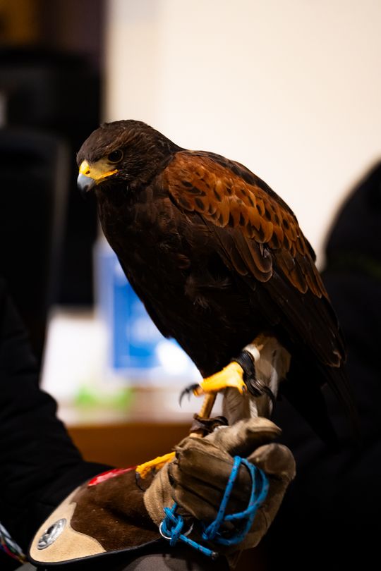 WOŚP Radom 2026 - atrakcje na Rynku i w Kamienicy Deskurów (zdjęcia)