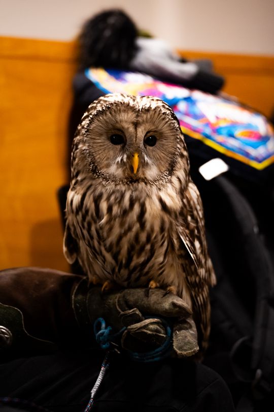 WOŚP Radom 2026 - atrakcje na Rynku i w Kamienicy Deskurów (zdjęcia)