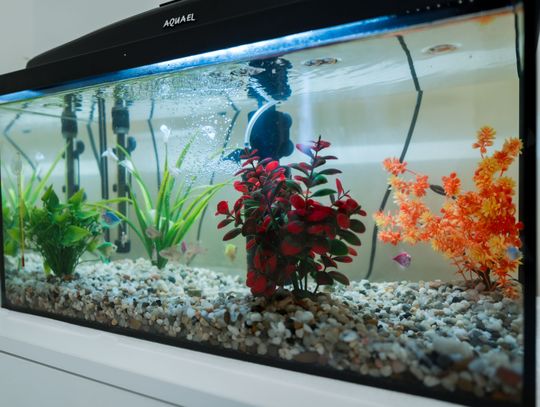 Uroczyste otwarcie Środowiskowego Domu Pomocy w Szydłowcu (zdjęcia)