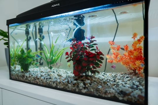 Uroczyste otwarcie Środowiskowego Domu Pomocy w Szydłowcu (zdjęcia)