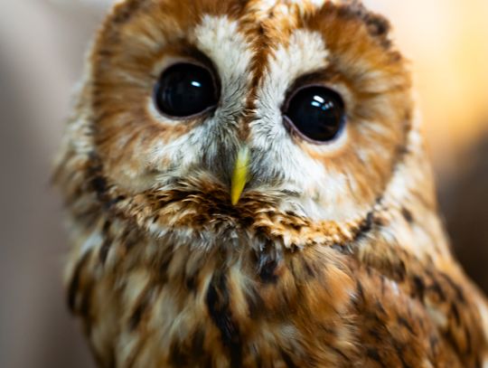 ,,Co w lesie huczy,, - pokaz i lekcja z sokolnikami w Liceum Czachowskiego w Radomiu ( zdjęcia)