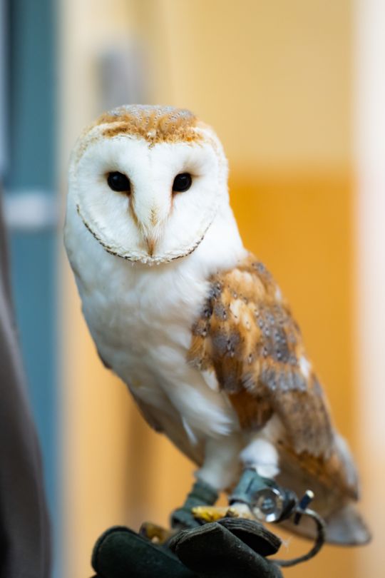 ,,Co w lesie huczy,, - pokaz i lekcja z sokolnikami w Liceum Czachowskiego w Radomiu ( zdjęcia)