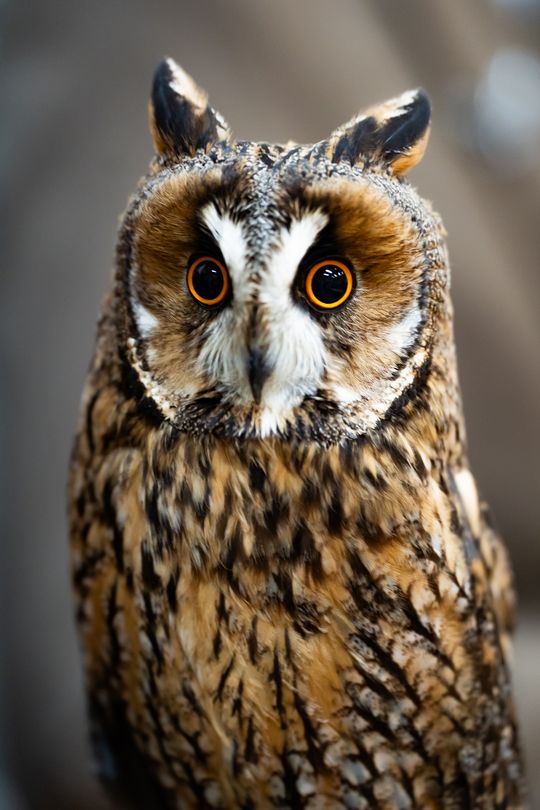 ,,Co w lesie huczy,, - pokaz i lekcja z sokolnikami w Liceum Czachowskiego w Radomiu ( zdjęcia)