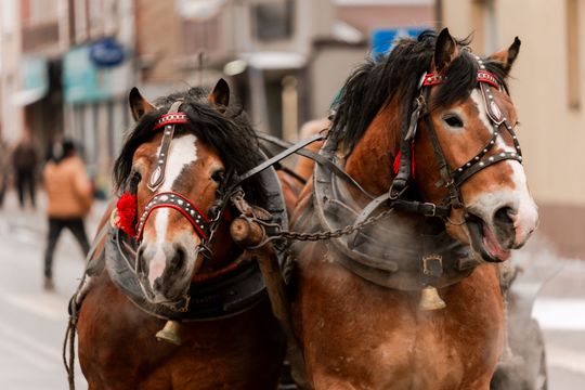 ,,Ścięcie Śmierci" Jedlińskie Zapusty (zdjęci)