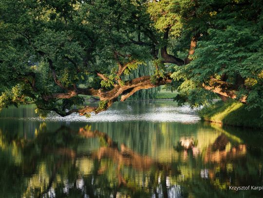 Krzywe Drzewo na wyspie zamkowej w Szydłowcu