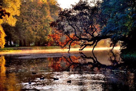 Krzywe Drzewo w Szydłowcu