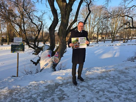 Krzywe Drzewo w Szydłowcu