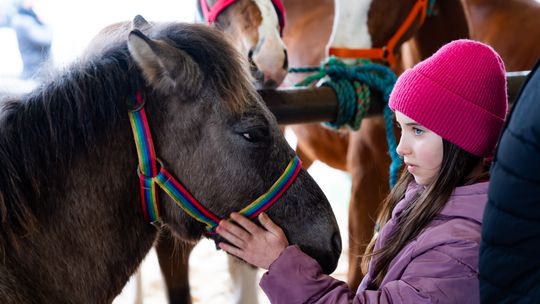 Skaryszewski jarmark koński "Wstępy" (zdjęcia) Skaryszewski jarmark koński "Wstępy" (zdjęcia)