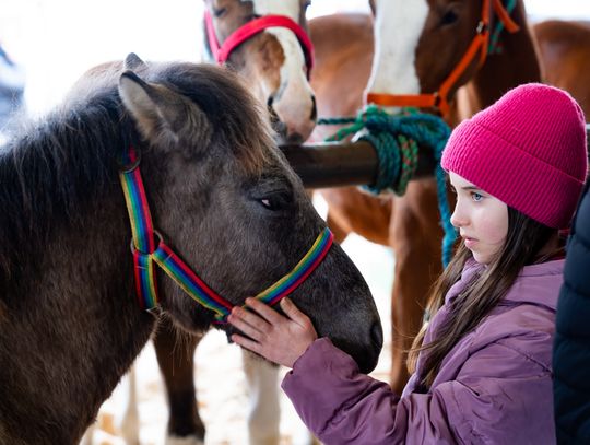 Skaryszewski jarmark koński "Wstępy" (zdjęcia)