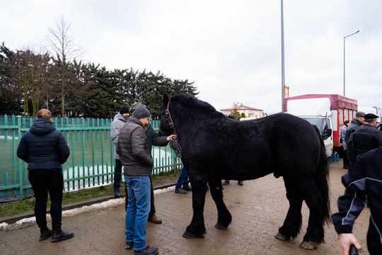Skaryszewski jarmark koński "Wstępy" (zdjęcia)