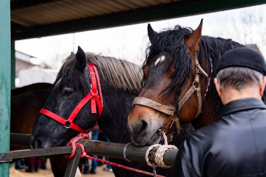 Skaryszewski jarmark koński "Wstępy" (zdjęcia)