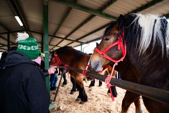 Skaryszewski jarmark koński "Wstępy" (zdjęcia)