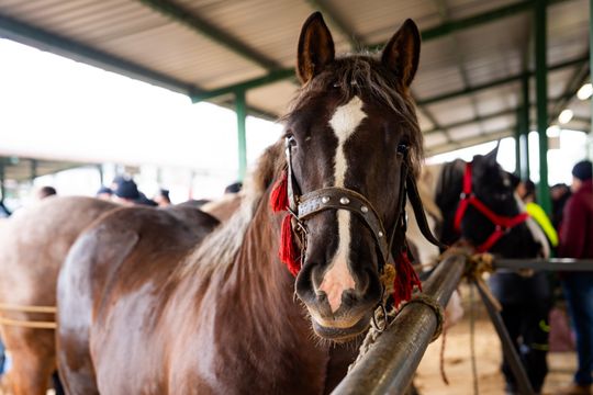 Skaryszewski jarmark koński "Wstępy" (zdjęcia)