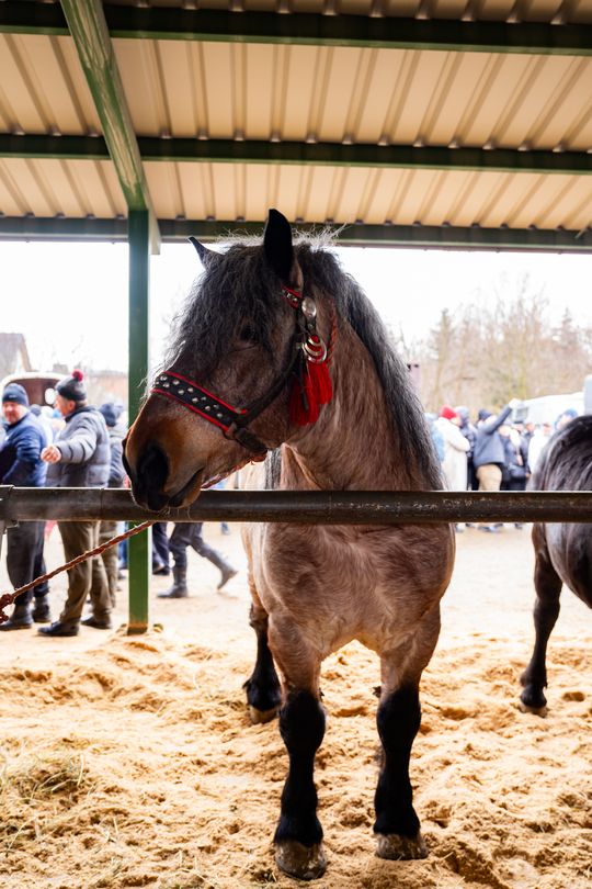 Skaryszewski jarmark koński "Wstępy" (zdjęcia)
