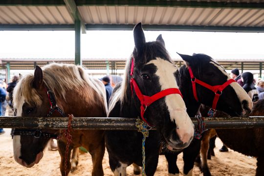 Skaryszewski jarmark koński "Wstępy" (zdjęcia)