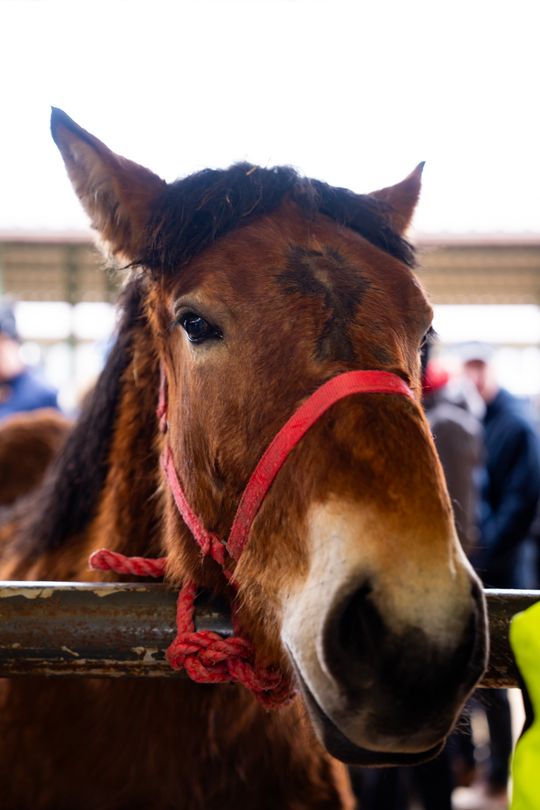 Skaryszewski jarmark koński "Wstępy" (zdjęcia)