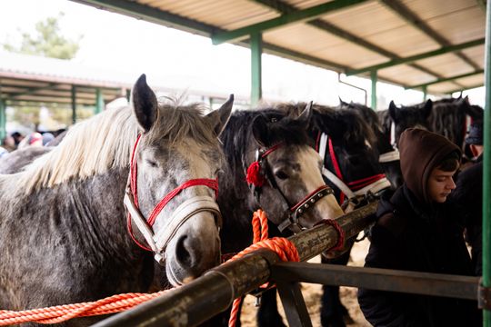 Skaryszewski jarmark koński "Wstępy" (zdjęcia)