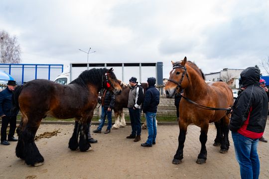 Skaryszewski jarmark koński "Wstępy" (zdjęcia)