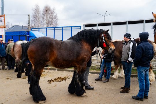 Skaryszewski jarmark koński "Wstępy" (zdjęcia)