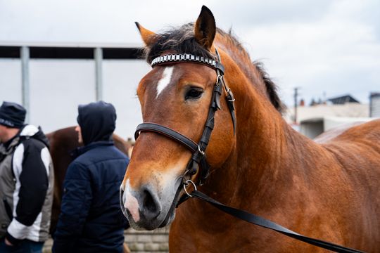 Skaryszewski jarmark koński "Wstępy" (zdjęcia)