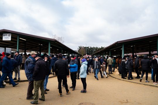Skaryszewski jarmark koński "Wstępy" (zdjęcia)