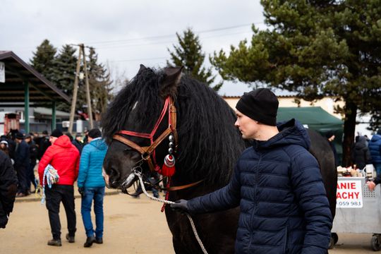 Skaryszewski jarmark koński "Wstępy" (zdjęcia)
