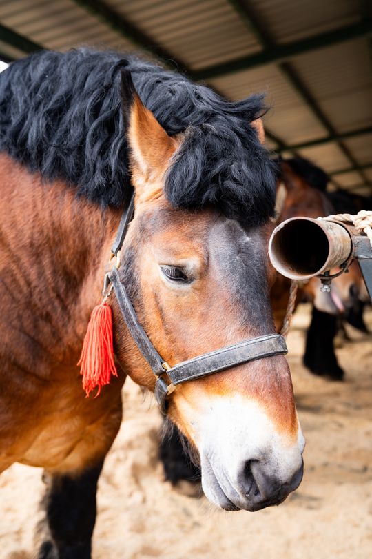 Skaryszewski jarmark koński "Wstępy" (zdjęcia)
