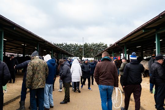 Skaryszewski jarmark koński "Wstępy" (zdjęcia)