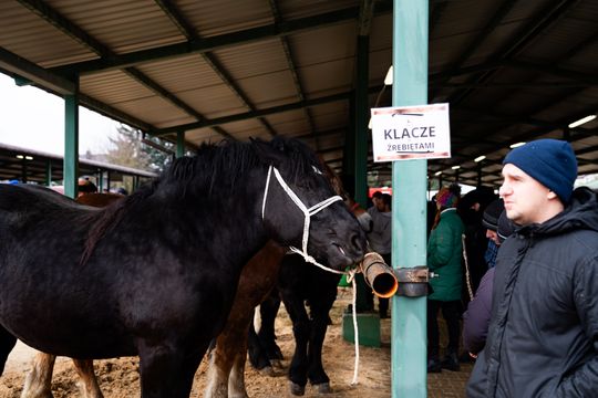 Skaryszewski jarmark koński "Wstępy" (zdjęcia)