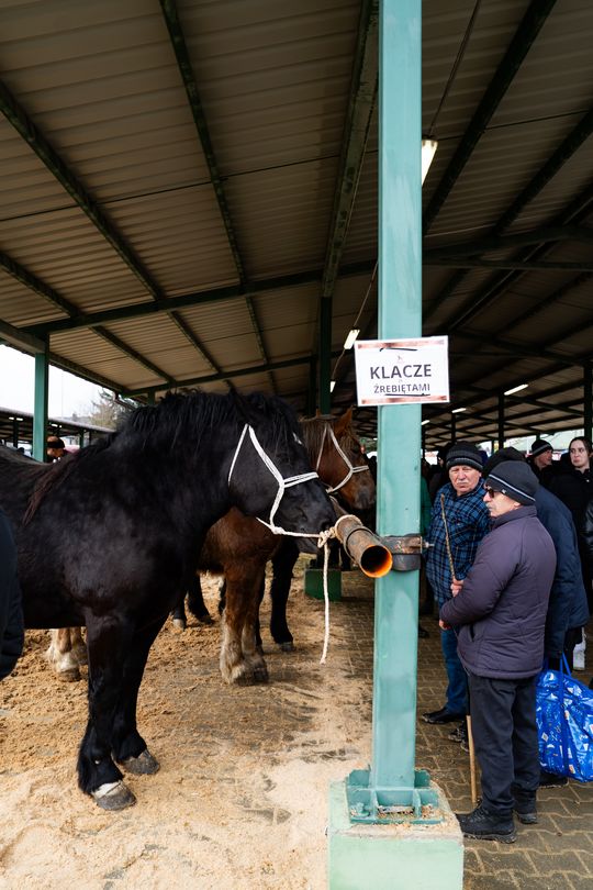 Skaryszewski jarmark koński "Wstępy" (zdjęcia)