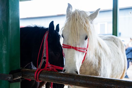 Skaryszewski jarmark koński "Wstępy" (zdjęcia)