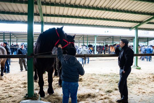 Skaryszewski jarmark koński "Wstępy" (zdjęcia)