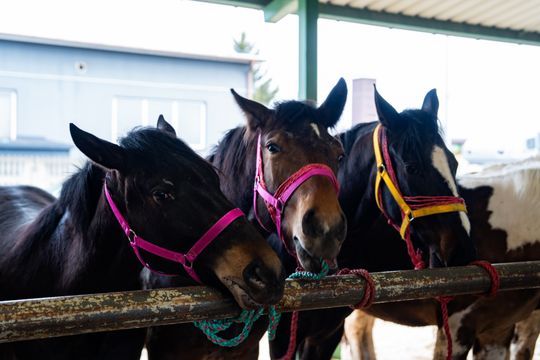 Skaryszewski jarmark koński "Wstępy" (zdjęcia)