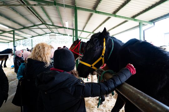 Skaryszewski jarmark koński "Wstępy" (zdjęcia)