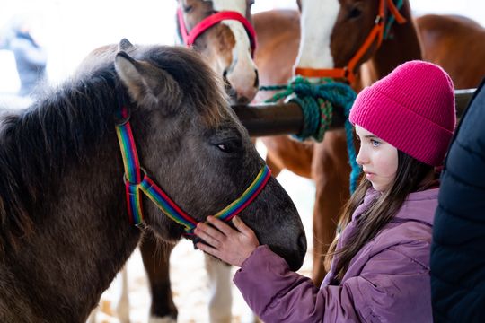 Skaryszewski jarmark koński "Wstępy" (zdjęcia)