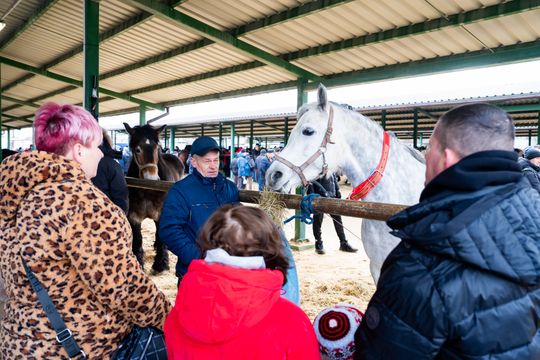 Skaryszewski jarmark koński "Wstępy" (zdjęcia)