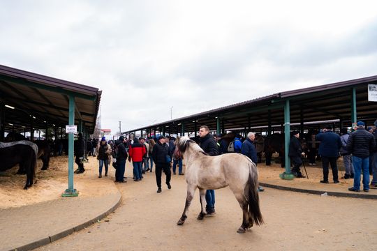 Skaryszewski jarmark koński "Wstępy" (zdjęcia)
