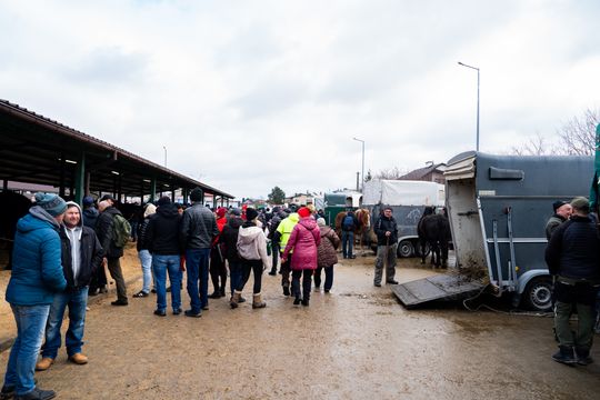 Skaryszewski jarmark koński "Wstępy" (zdjęcia)