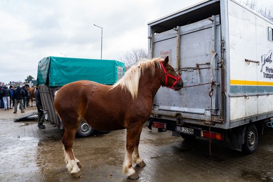 Skaryszewski jarmark koński "Wstępy" (zdjęcia)