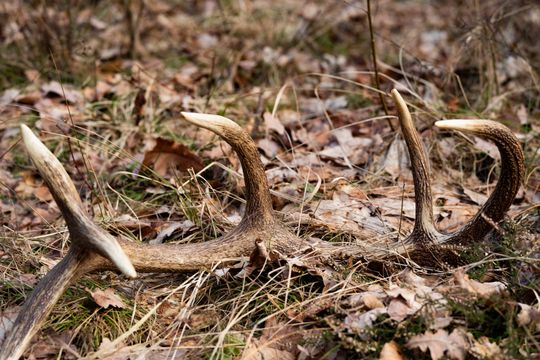 Konferencja prasowa Nadleśnictwa Radom (zdjęcia)