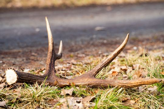 Konferencja prasowa Nadleśnictwa Radom (zdjęcia)
