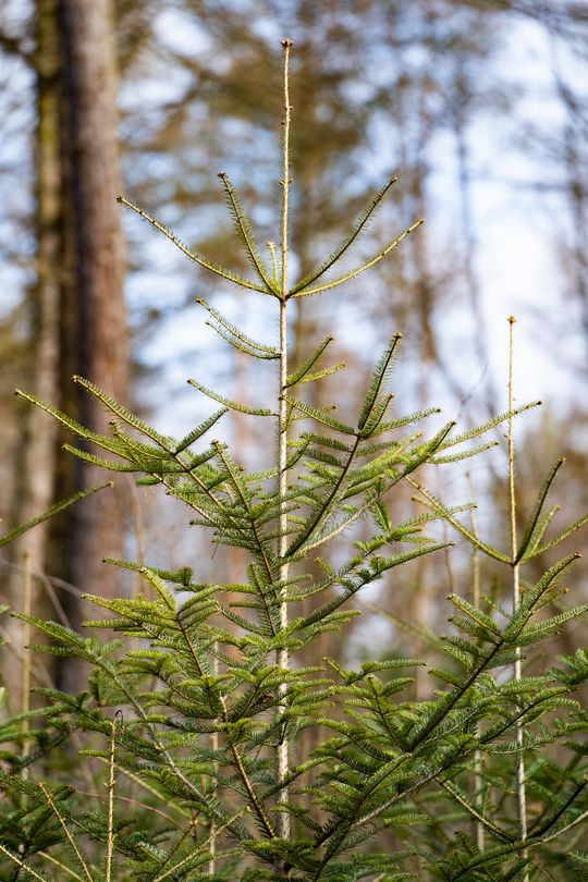 Konferencja prasowa Nadleśnictwa Radom (zdjęcia)
