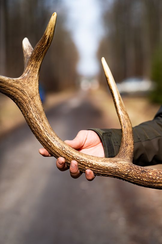Konferencja prasowa Nadleśnictwa Radom (zdjęcia)