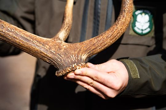 Konferencja prasowa Nadleśnictwa Radom (zdjęcia)