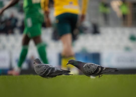 Radomiak Radom - GKS Katowice (zdjęcia)