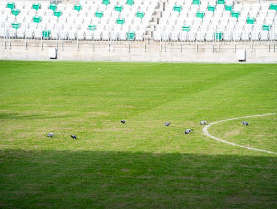 Konferencja prasowa dot. murawy na stadionie przy Struga 63 (zdjęcia)