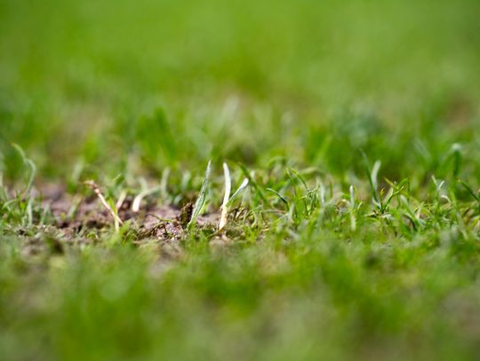 Konferencja prasowa dot. murawy na stadionie przy Struga 63 (zdjęcia)