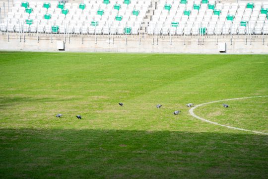 Konferencja prasowa dot. murawy na stadionie przy Struga 63 (zdjęcia)