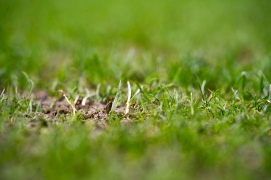 Konferencja prasowa dot. murawy na stadionie przy Struga 63 (zdjęcia)